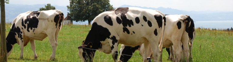 Kühe Hintergrund Kapelle Weißensberg